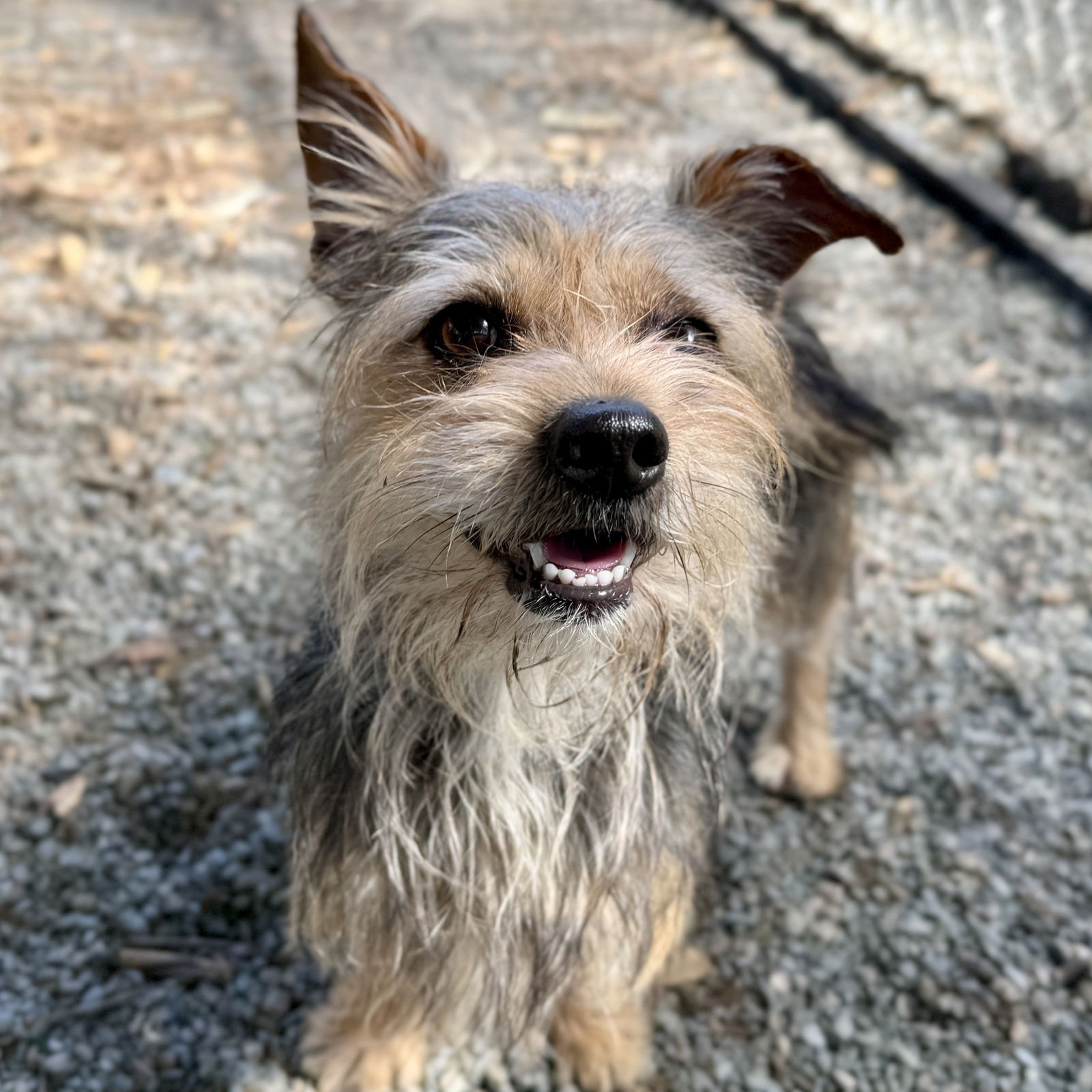 Prince Harry - Photo 3