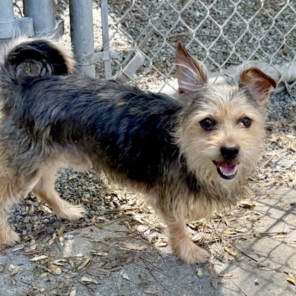 Prince Harry - Photo 4