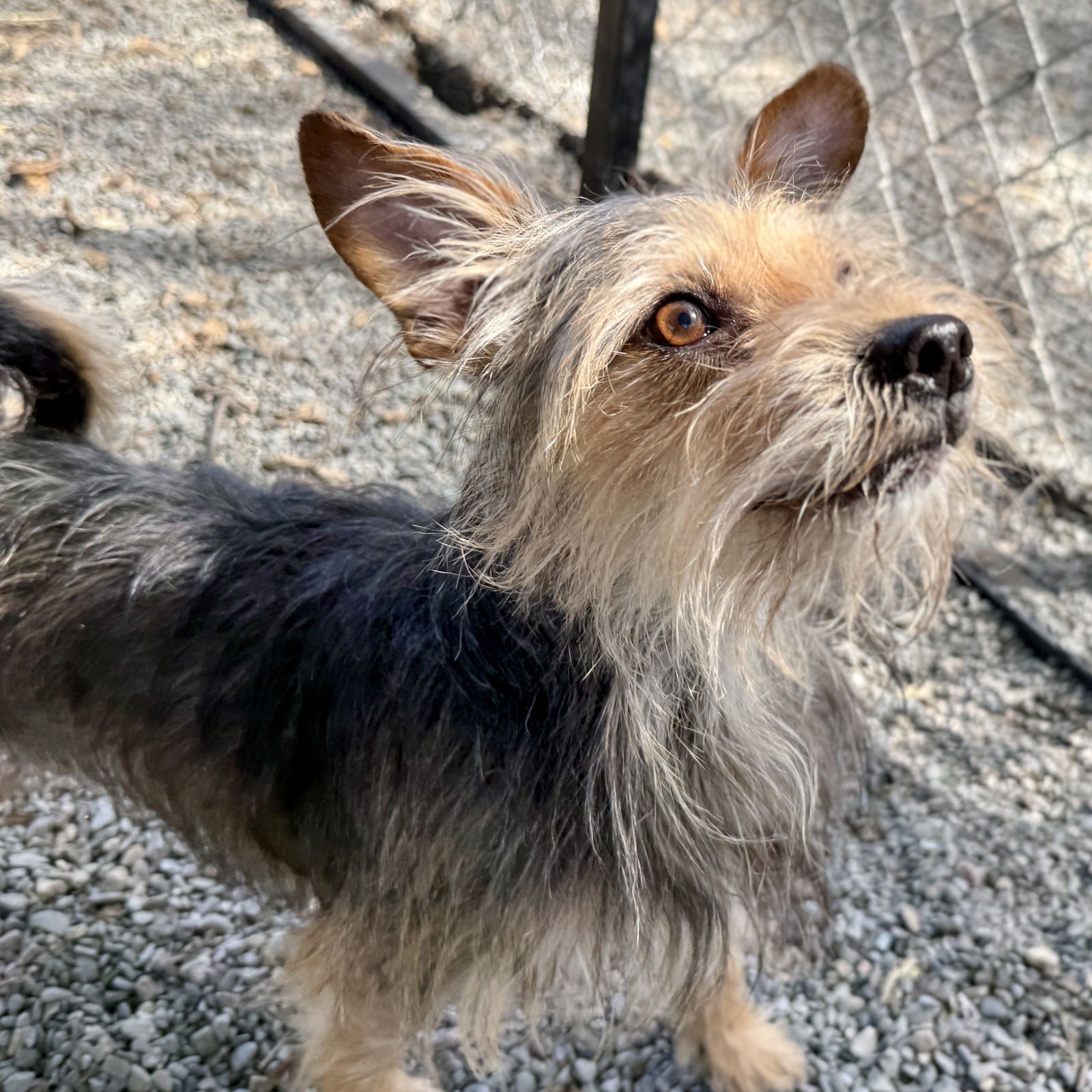 Prince Harry - Photo 5