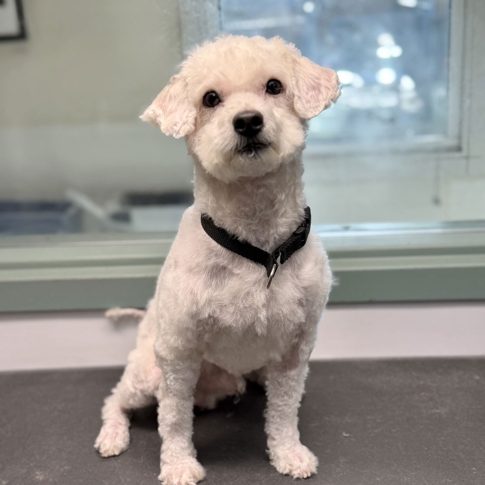 PERRY - Poodle (Miniature) available for adoption