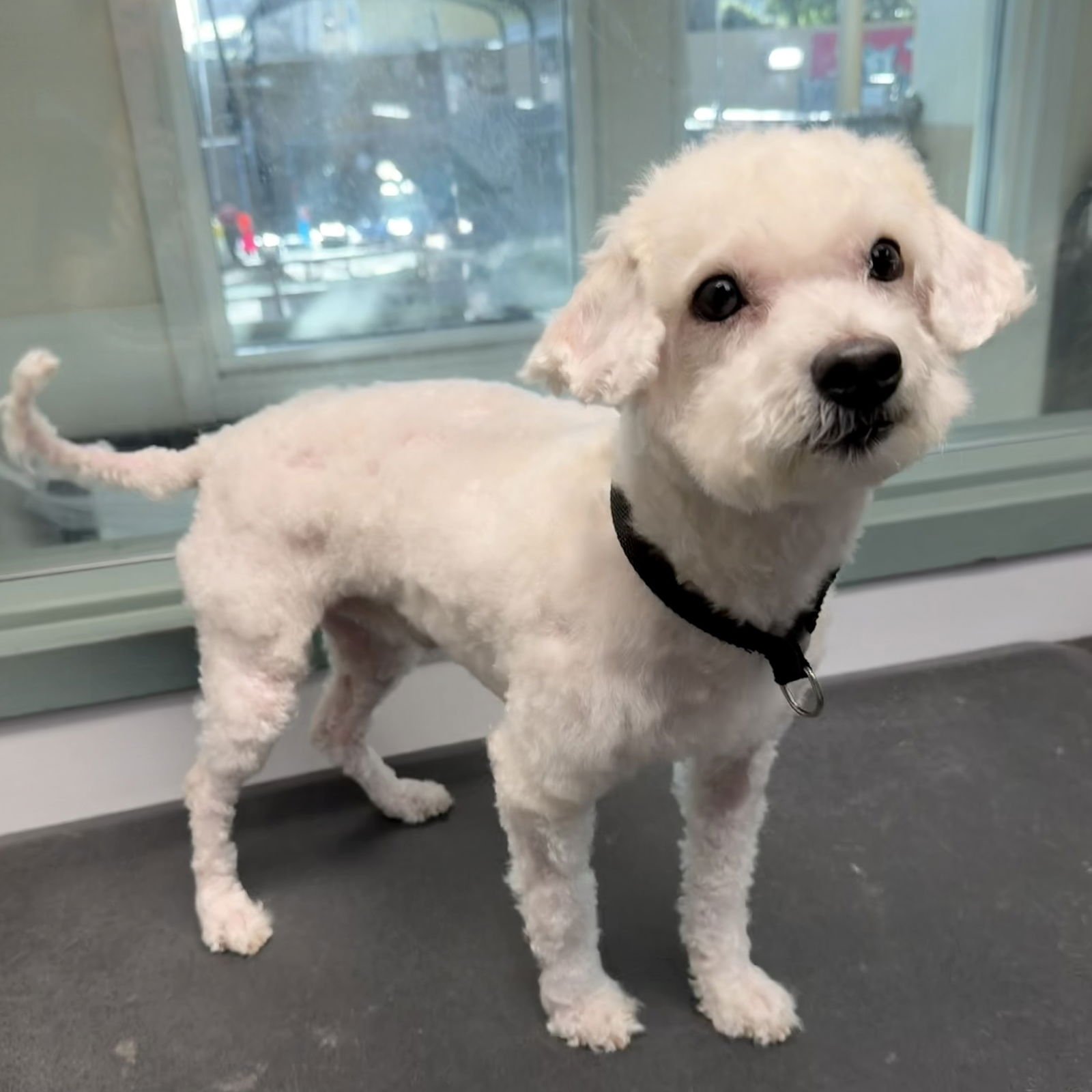 PERRY - Poodle (Miniature) available for adoption