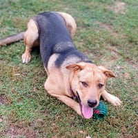 Charlie - Photo 3