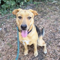 Charlie - Photo 1
