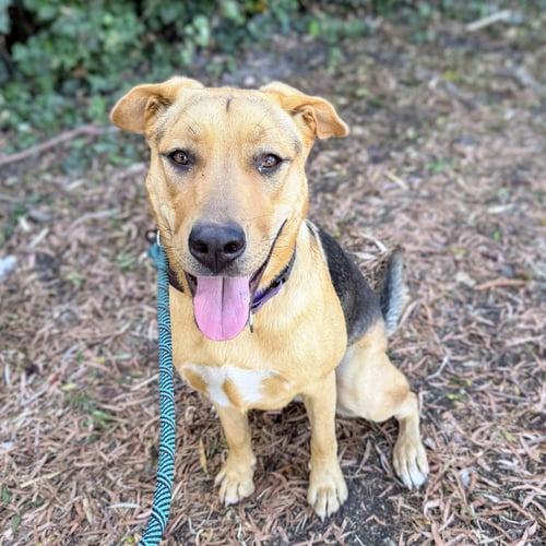 CHARLIE - German Shepherd Dog / Pit Bull Terrier available for adoption