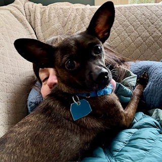 CHICLET - Chihuahua available for adoption