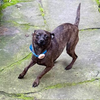 CHICLET - Chihuahua available for adoption