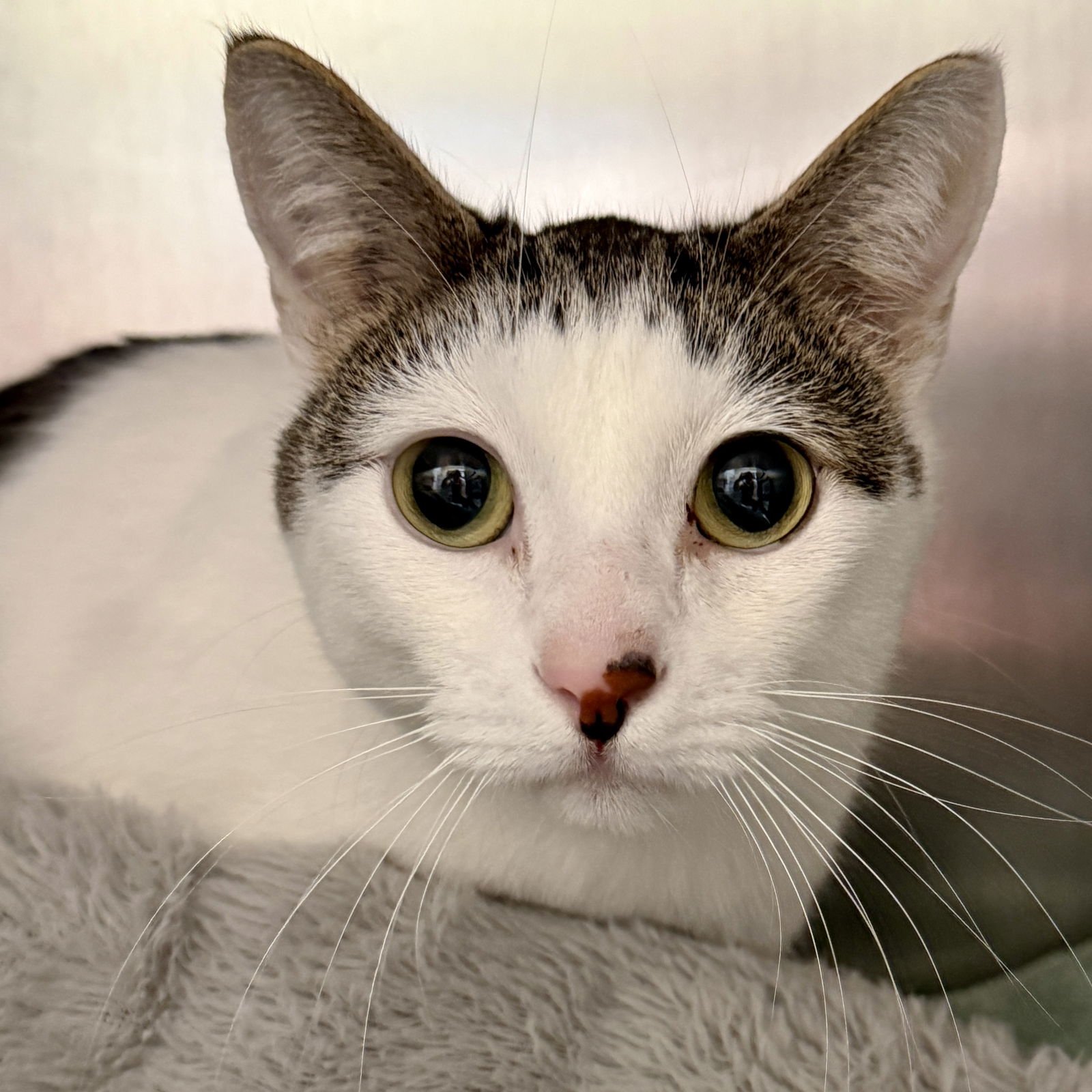 SAMUEL - Domestic Short Hair available for adoption