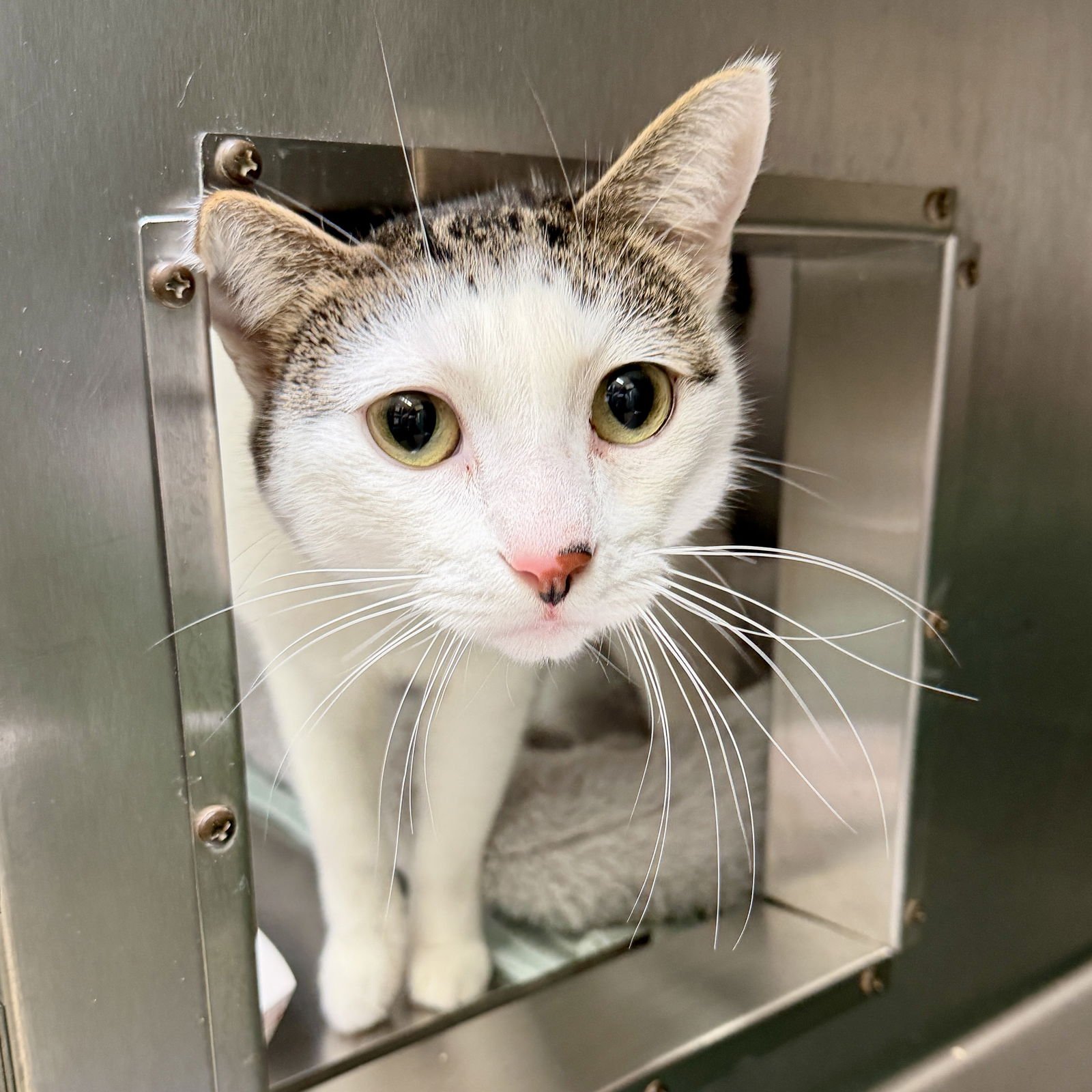 SAMUEL - Domestic Short Hair available for adoption