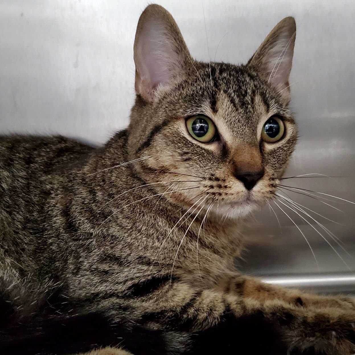 WIND WHISPER (BONDED W/ RAIN PETAL) - Domestic Short Hair available for adoption