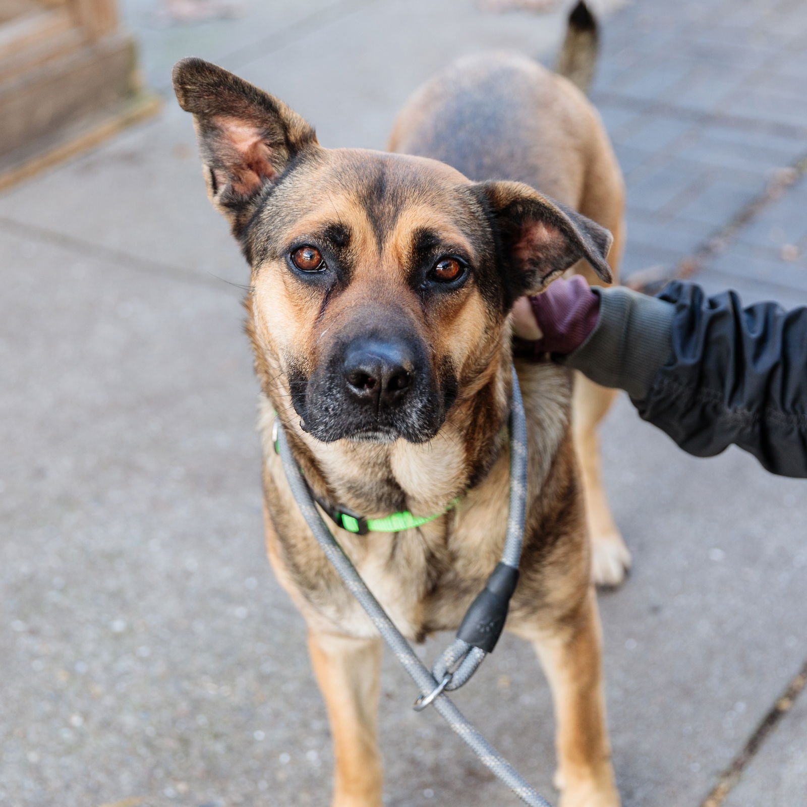 BAHAMA - Shepherd available for adoption