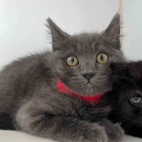 PETEY (BONDED W/ PABLO) - Domestic Short Hair available for adoption