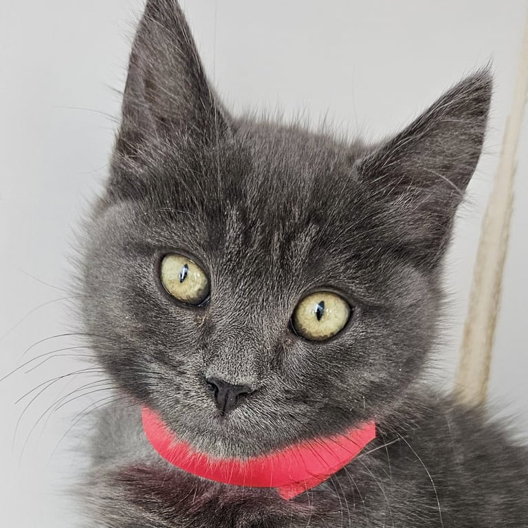Petey (bonded w/ Pablo) Image