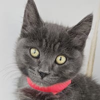 Petey (bonded w/ Pablo) - Photo 1