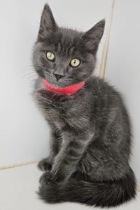 Petey (bonded w/ Pablo) - Photo 3
