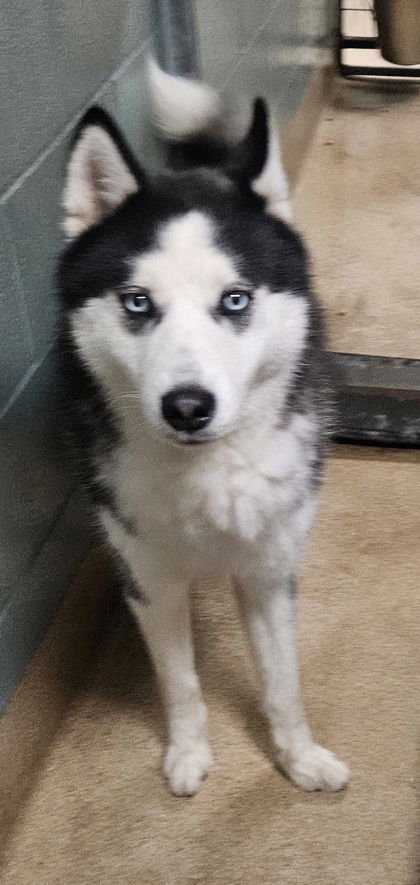 FURBY - Husky available for adoption
