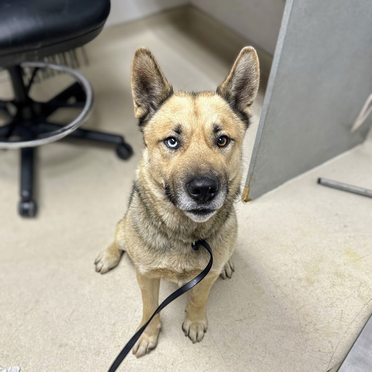 MIAMI - German Shepherd Dog available for adoption