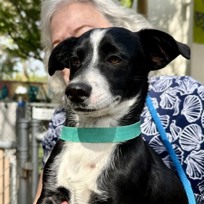 WOODY - Terrier available for adoption