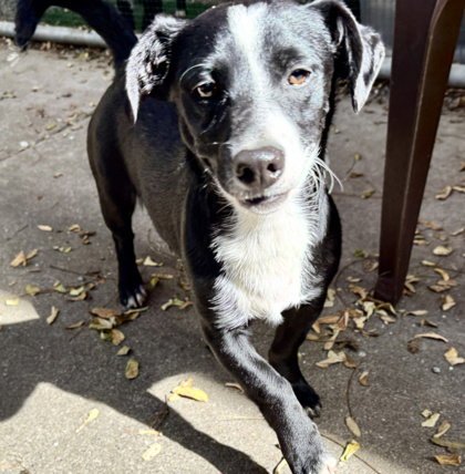 WOODY - Terrier available for adoption