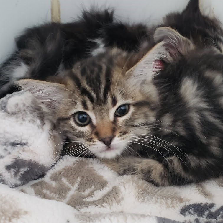 Elphie Image