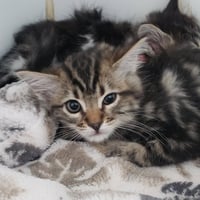 Elphie - Photo 1