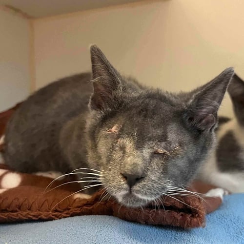 SHADOW (BONDED W/ CLOUD) - Domestic Short Hair available for adoption