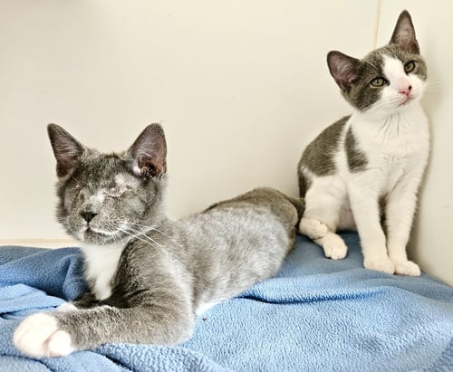 SHADOW (BONDED W/ CLOUD) - Domestic Short Hair available for adoption