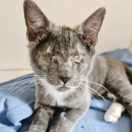 SHADOW (BONDED W/ CLOUD) - Domestic Short Hair available for adoption