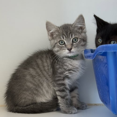 SHIVER (BONDED W/ TIMBER) - Domestic Short Hair available for adoption