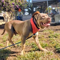 Gulliver - Photo 2
