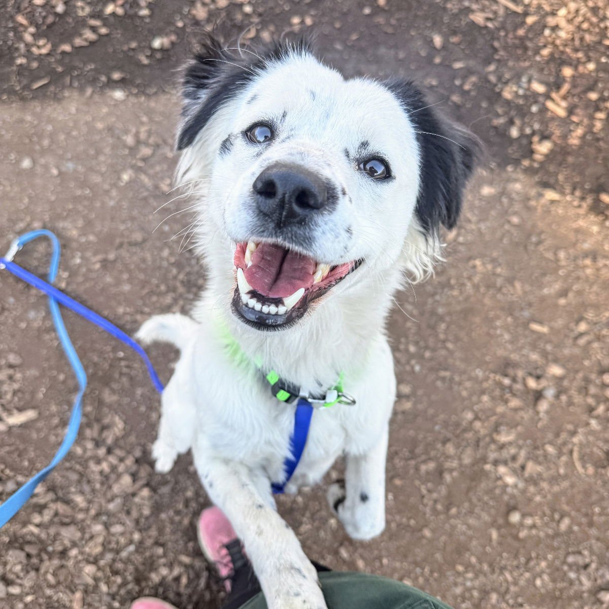 FRENCH FRY - Unknown available for adoption