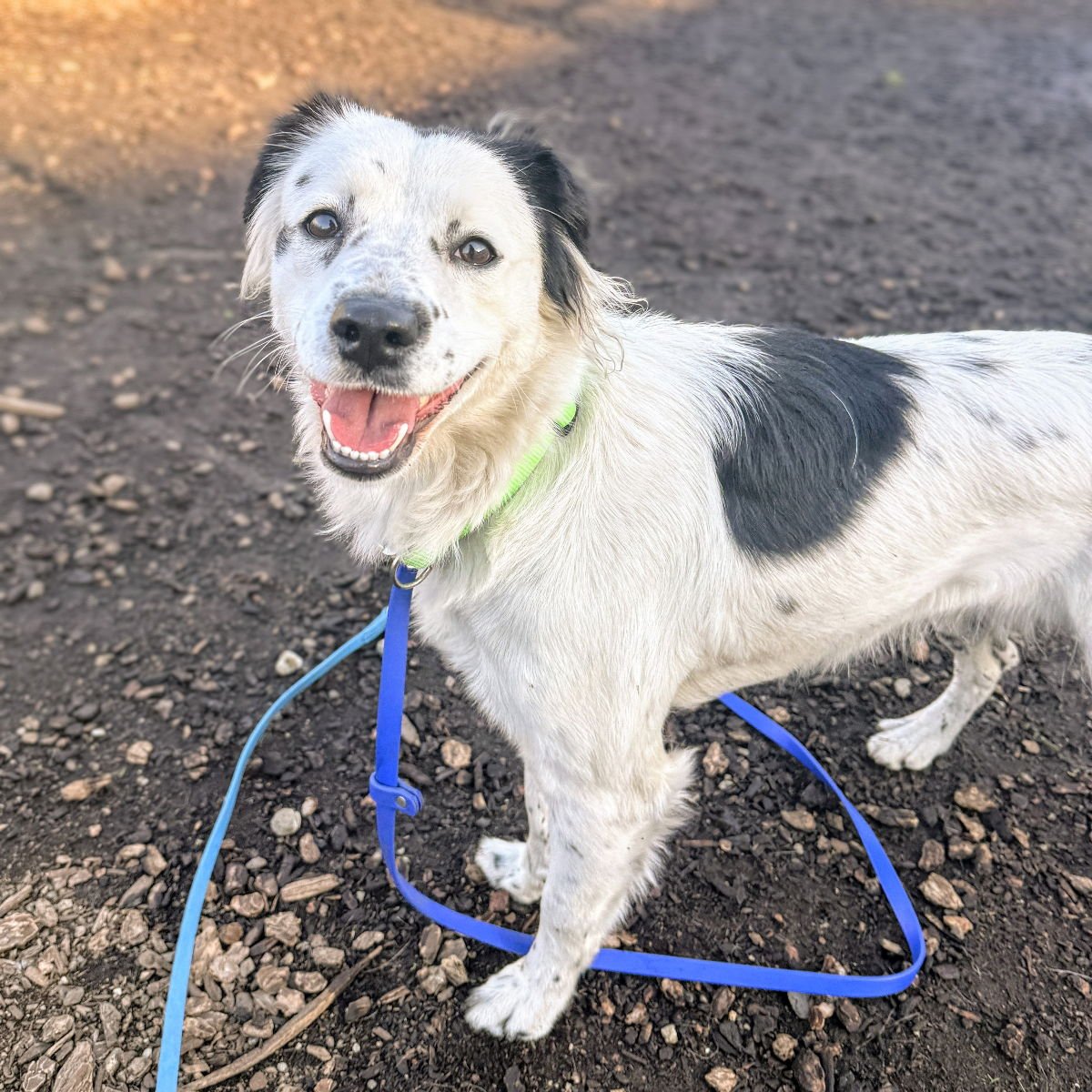 FRENCH FRY - Unknown available for adoption