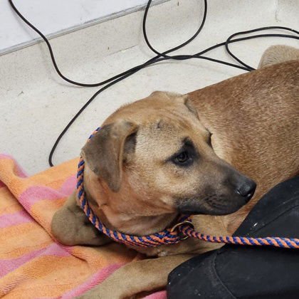 STEPHAN - Unknown available for adoption