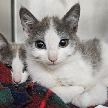 STILTON (BONDED W/ROQUEFORT) - Domestic Short Hair available for adoption