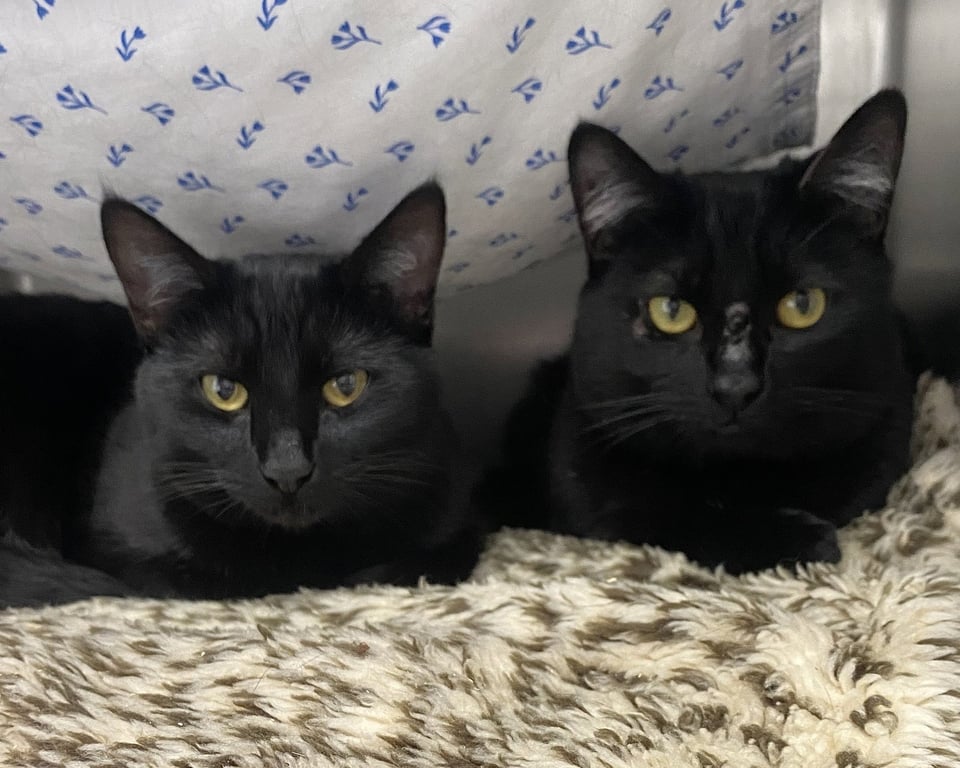 Gem (bonded w/ Jyn) Image