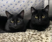 Gem (bonded w/ Jyn) - Photo 1