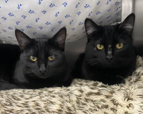 GEM (BONDED W/ JYN) - Domestic Short Hair available for adoption