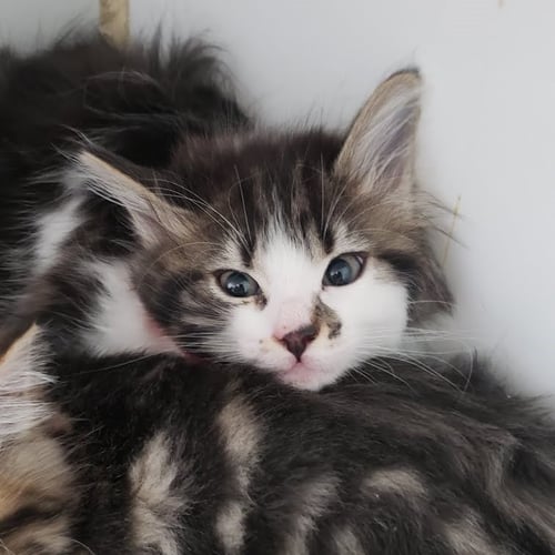 EDNA - Domestic Medium Hair for adoption in San Francisco
