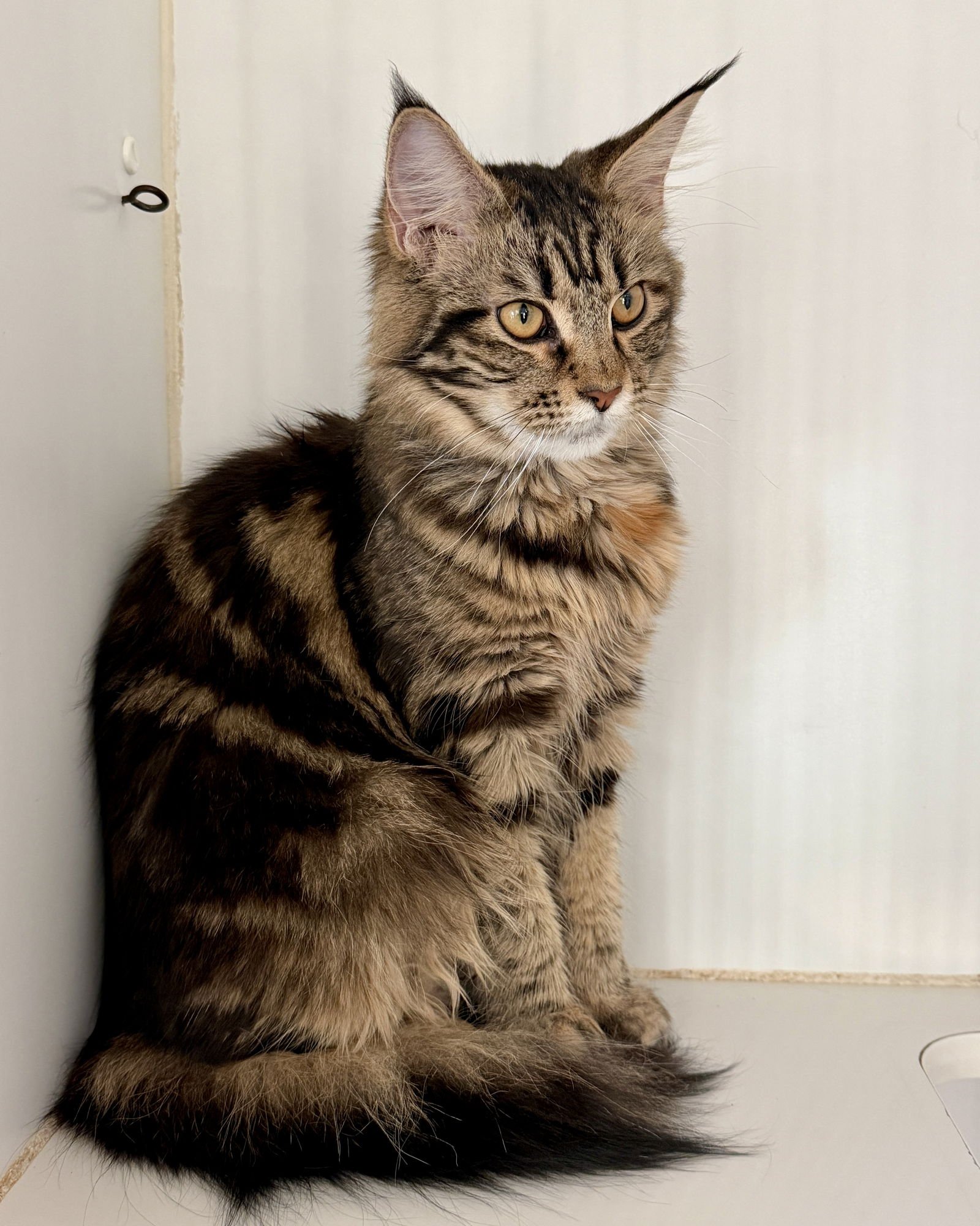 WINTER (BONDED W/ SIMBA) - Maine Coon available for adoption