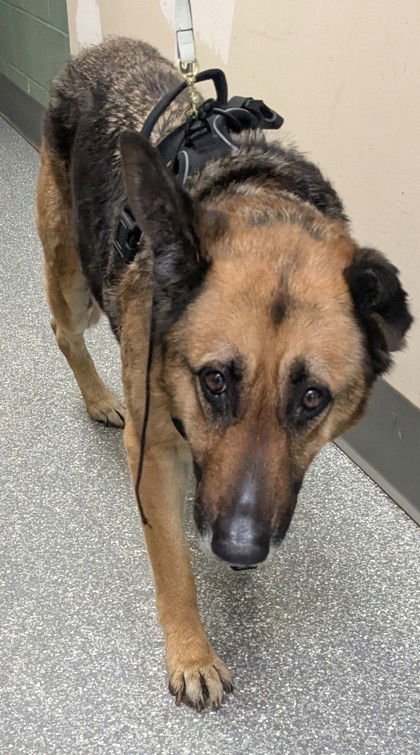 OCTAVIA - German Shepherd Dog available for adoption