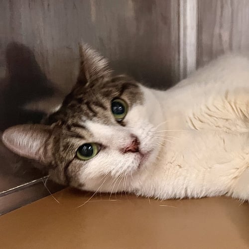 MUFFIN - Domestic Short Hair available for adoption