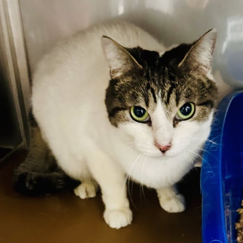 MUFFIN - Domestic Short Hair available for adoption