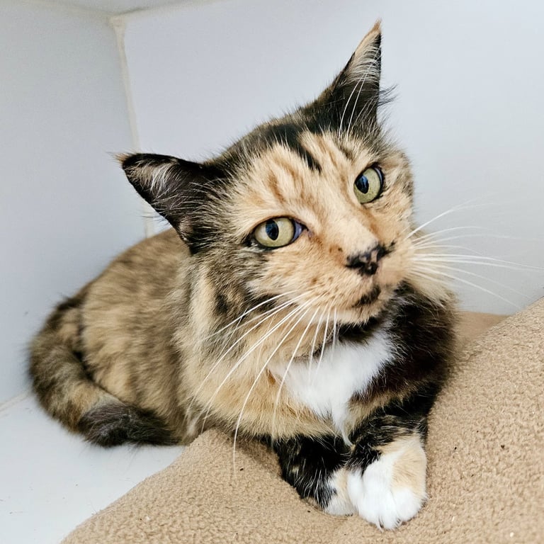 Emma (bonded w/ Sylvie) Image