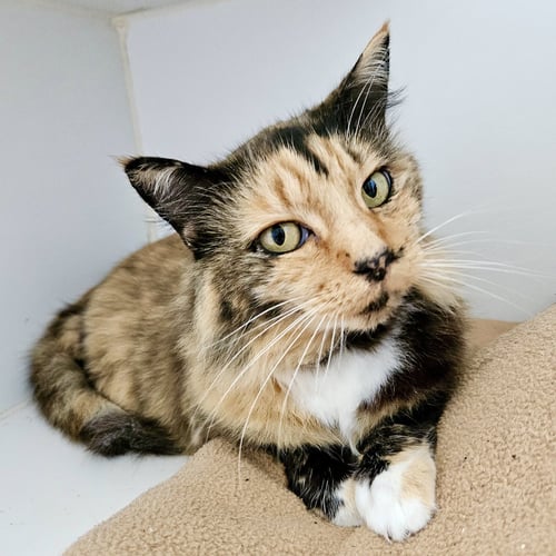 EMMA (BONDED W/ SYLVIE) - Domestic Short Hair available for adoption