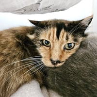 Emma (bonded w/ Sylvie) - Photo 4