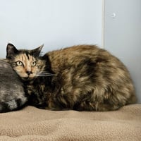 Emma (bonded w/ Sylvie) - Photo 3