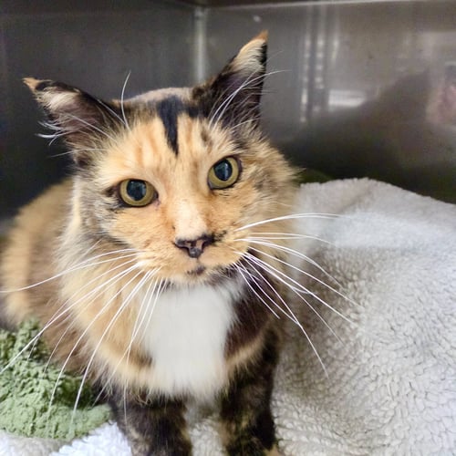 EMMA (BONDED W/ SYLVIE) - Domestic Short Hair available for adoption