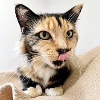 Emma (bonded w/ Sylvie) - Photo 2
