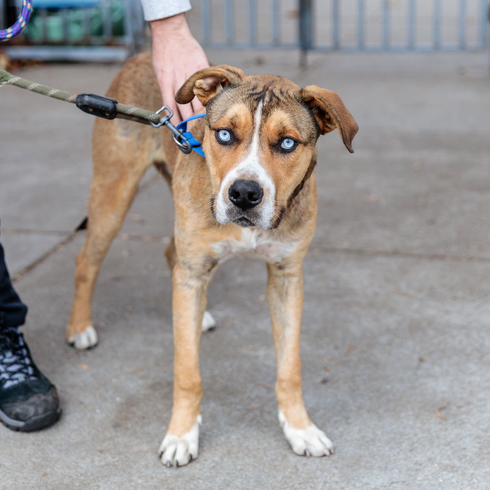MENDOCINO - Pit Bull Terrier / Siberian Husky available for adoption