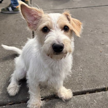 BEANIE - Terrier available for adoption