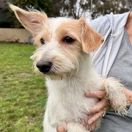BEANIE - Terrier available for adoption